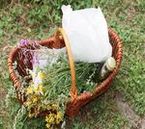 Kräuterauswahl, Kräuterwanderung, Pflanzeoel, Heilsalbe, Creme