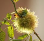 Stechapfel, Pflanzenwelt, besondere Pflanzen